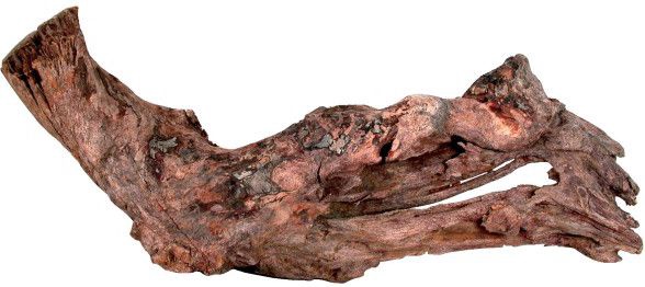 Akvariumo dekoracija Zolux Mangrove Root 356025, ruda sp., 4.7 cm
