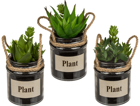 Dekoratyvinis sukulentas stiklainėlyje PLANT, 16 cm