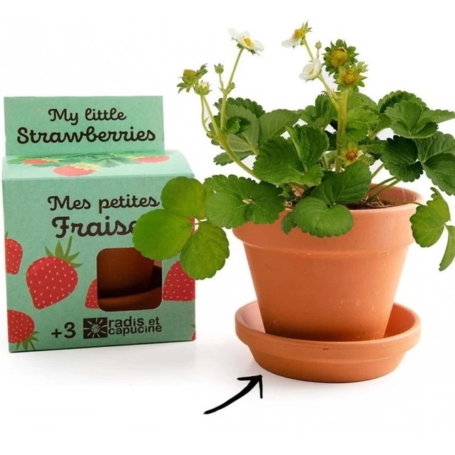 Auginimo rinkinys vaikams RADIS et CAPUCINE Braškės