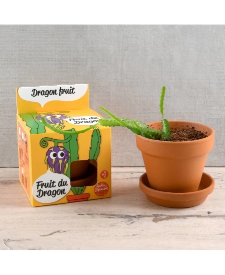 Auginimo rinkinys vaikams RADIS et CAPUCINE Drakono vaisius