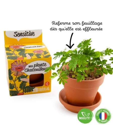 Auginimo rinkinys vaikams RADIS et CAPUCINE Jautrioji mimoza